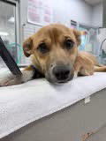 Crash:  Not At shelter (Joan)