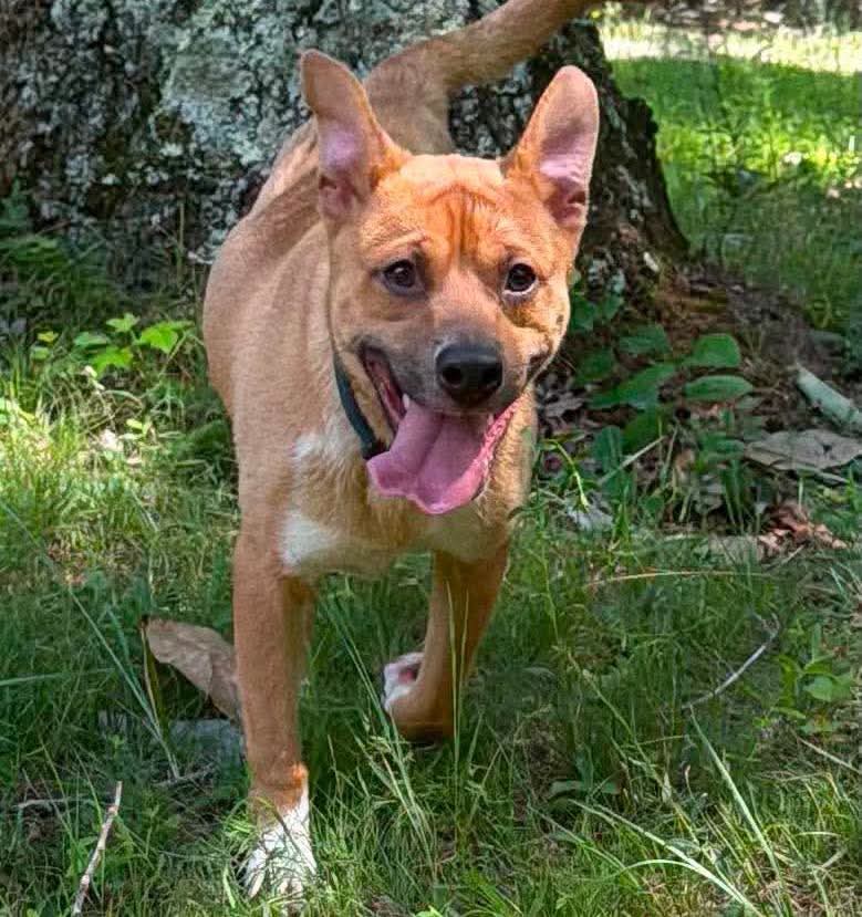 Crash: Not At shelter (Joan), dog