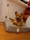 Crash:  Not At shelter (Joan)