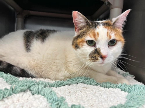 Waffles - At shelter, an adoptable Domestic Short Hair in Rustburg, VA