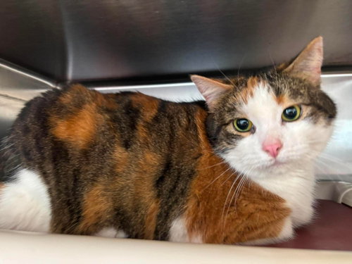 Pancake - At shelter