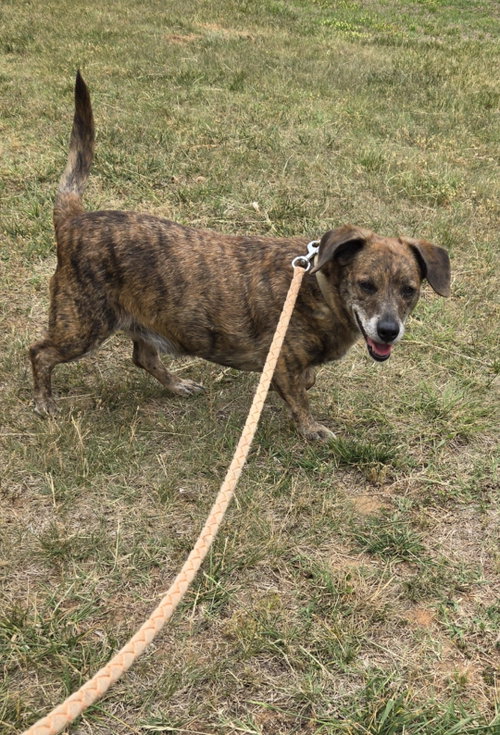 Henry - At shelter available 5/30, an adoptable Basset Hound in Rustburg, VA