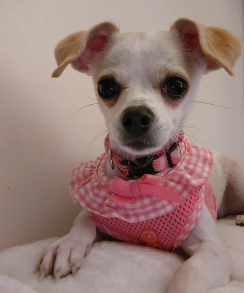 HOPE: NOT AT THE SHELTER (DORA) - Chihuahua available for adoption