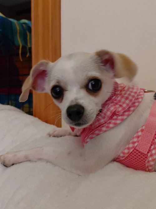 HOPE: NOT AT THE SHELTER (DORA) - Chihuahua available for adoption