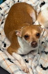 Maya Faith: not at shelter (Sharrie) - Photo 1