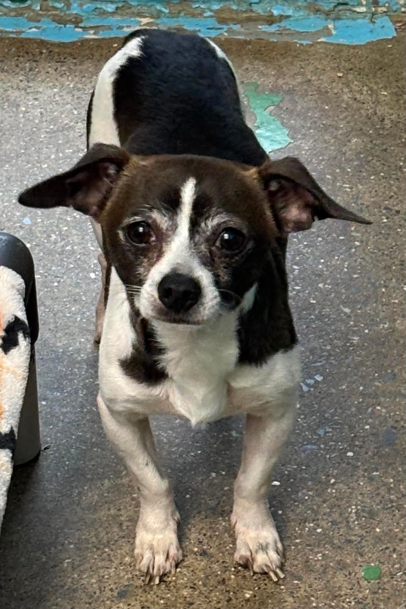 Joey, not at the shelter  (Shannon) Image