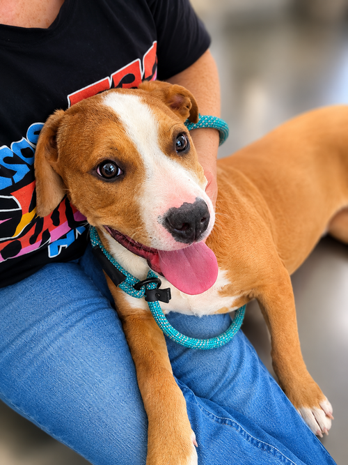 Saturn: Not At shelter, an adoptable Pit Bull Terrier in Rustburg, VA