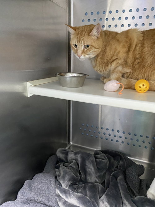 Lena - At shelter, an adoptable Domestic Short Hair in Rustburg, VA