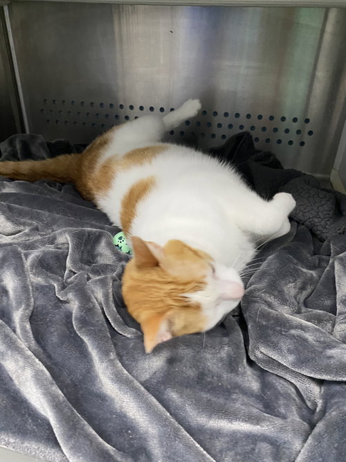 Ginger - At shelter, an adoptable Domestic Short Hair in Rustburg, VA