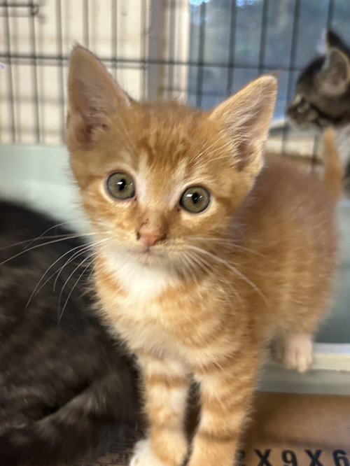 Doc Holiday: Not at shelter (Barbe), Baby Domestic Medium Hair (medium coat), cat for adoption in Roanoke, Virginia