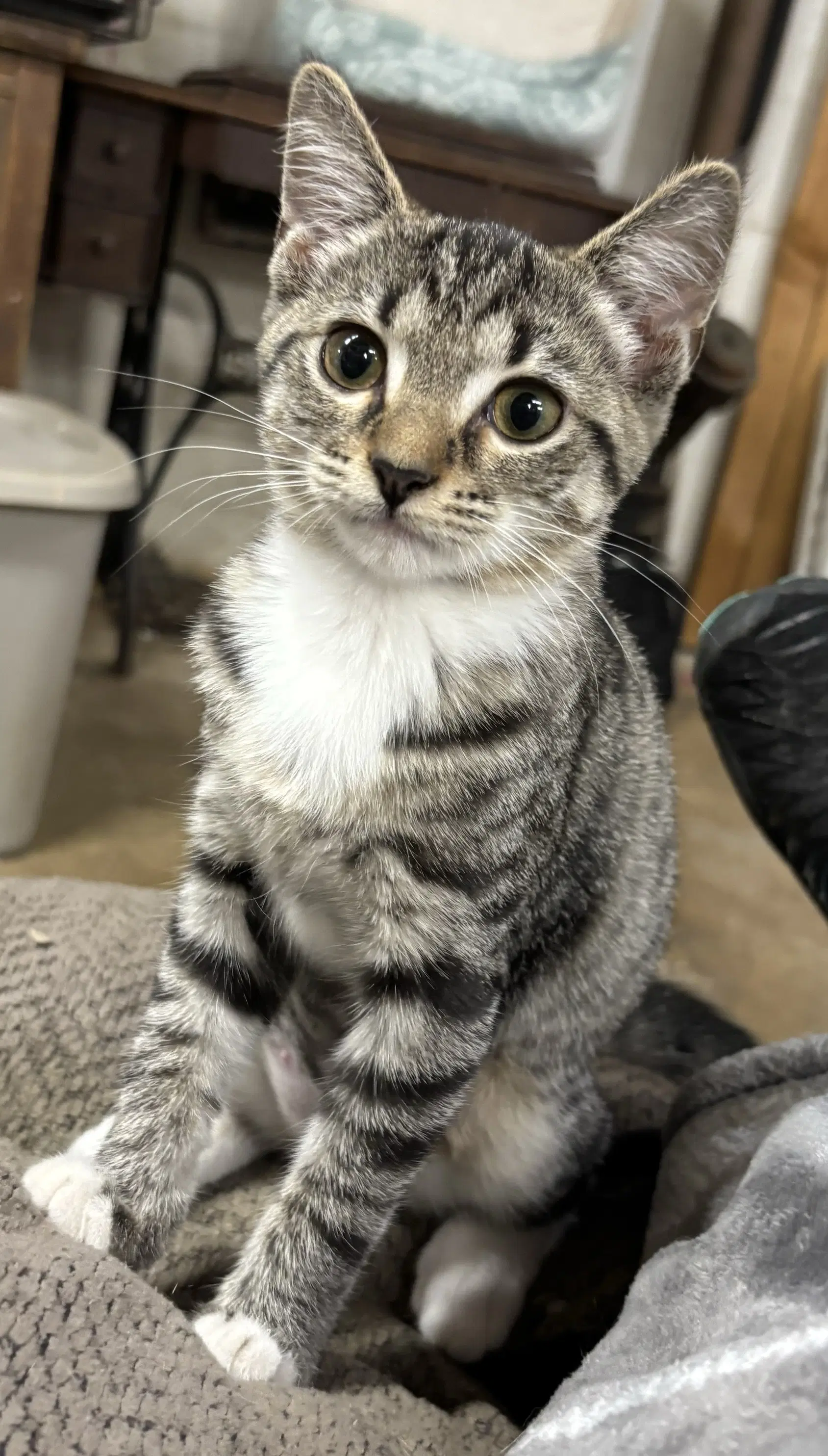 Wyatte Not At Shelter Barbe - Domestic Short Hair