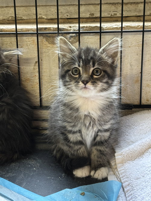 Virgil: Not at shelter (Barbe), an adoptable Domestic Medium Hair in Rustburg, VA