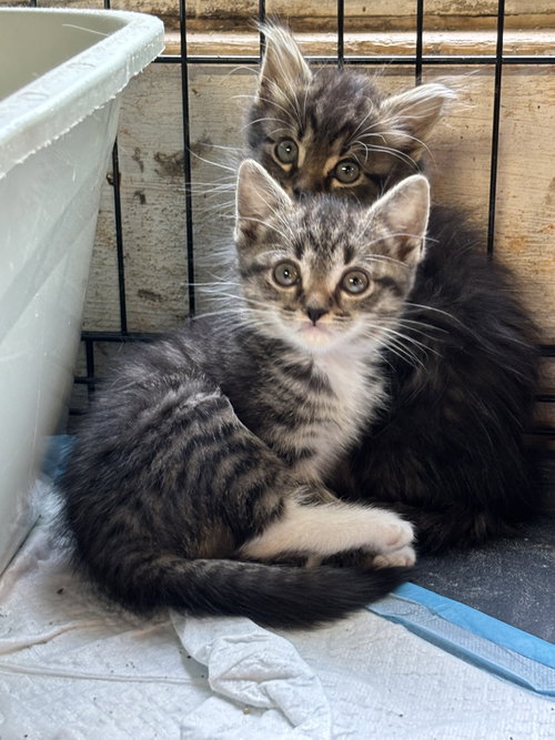 Morgan: Not at shelter (Barbe), an adoptable Domestic Medium Hair in Rustburg, VA