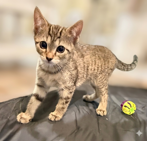 Ashland - Not at shelter (Faith)