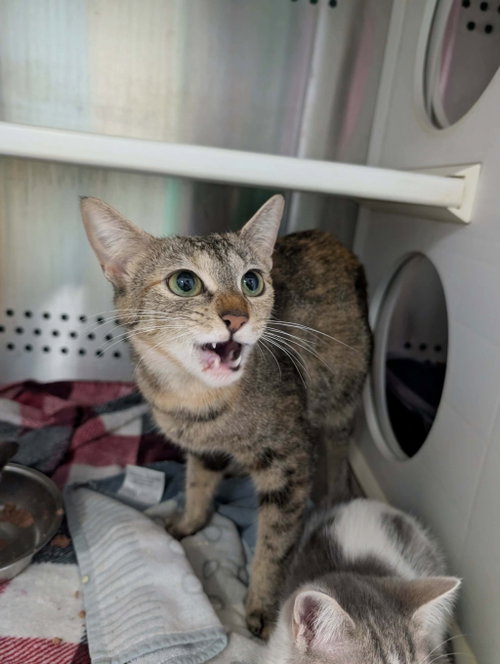 Hopewell - At shelter