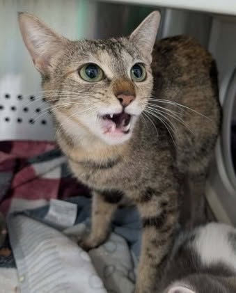 Hopewell: Visit At Petsmart Lynchburg, Adult Domestic Short Hair (short coat), cat for adoption in Roanoke, Virginia