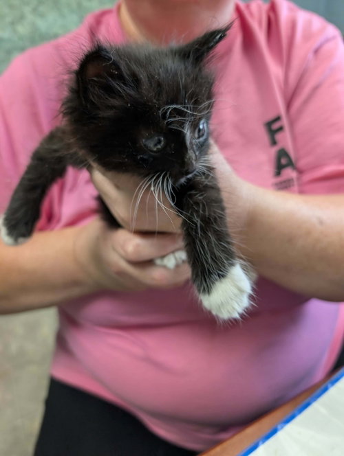 Photo 3 of Flossie Flanders - Not at shelter (Kristy)
