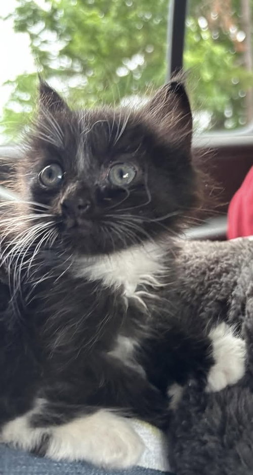 Flossie Flanders - Not at shelter (Kristy)