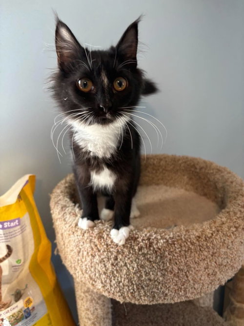 Flossie Flanders - Not at shelter (Kristy), a cat for adoption from Friends of Campbell County Animal Control