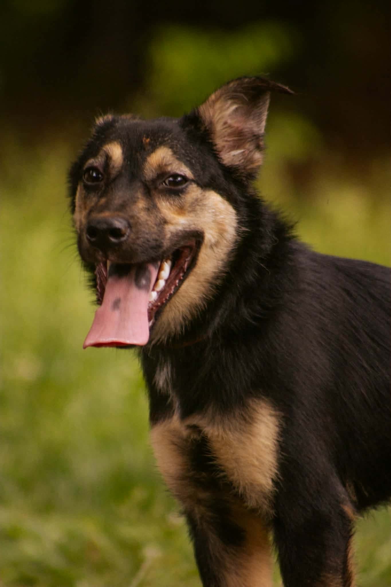 Veda: Not at shelter (Sierra) Image