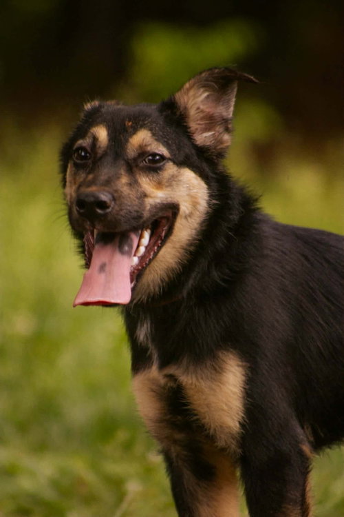 Veda - Not at shelter (Sierra)