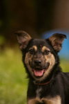Veda: Not at shelter (Sierra) - Photo 2