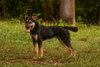 Veda: Not at shelter (Sierra) - Photo 3
