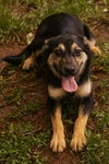 Veda: Not at shelter (Sierra) - Photo 4