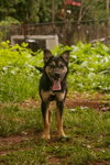 Veda: Not at shelter (Sierra) - Photo 5