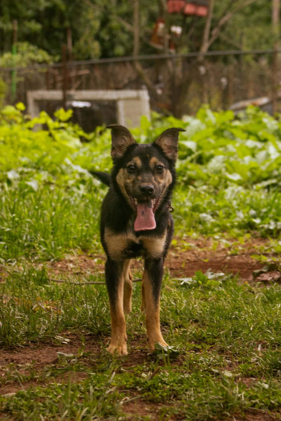 Veda - Not at shelter (Sierra)