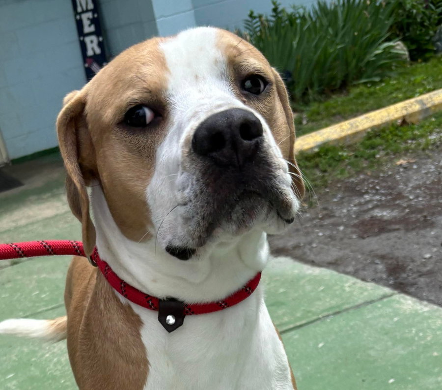 Winston - At shelter