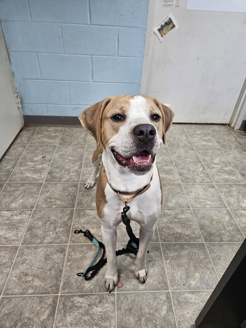 Winston - At shelter