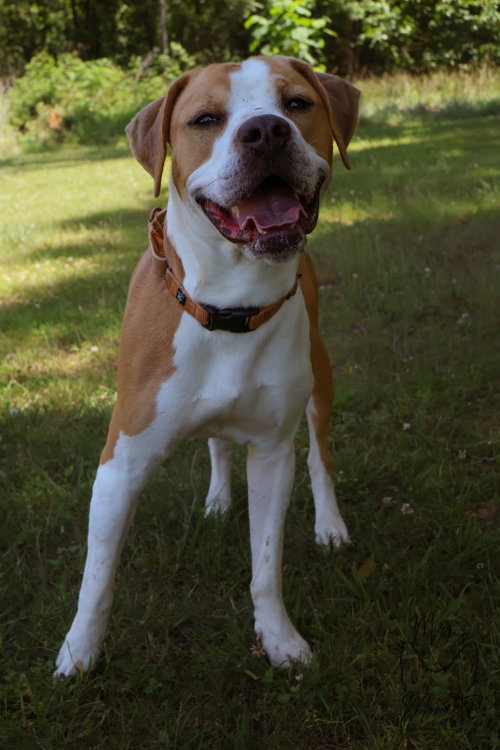 Winston - At shelter, an adoptable Boxer in Rustburg, VA