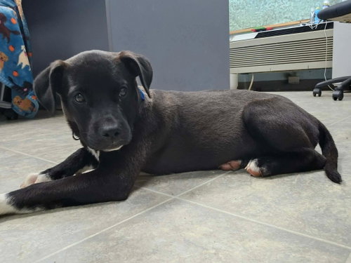 Joy - At shelter available 6/7