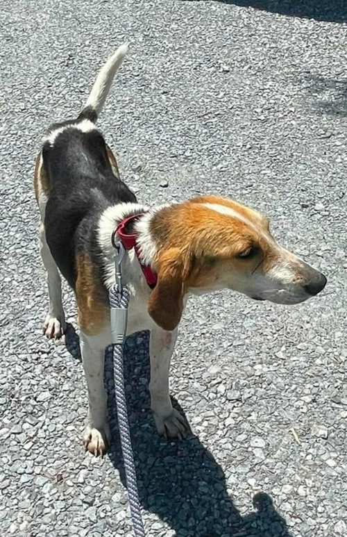 Duckie - At shelter available 6/2