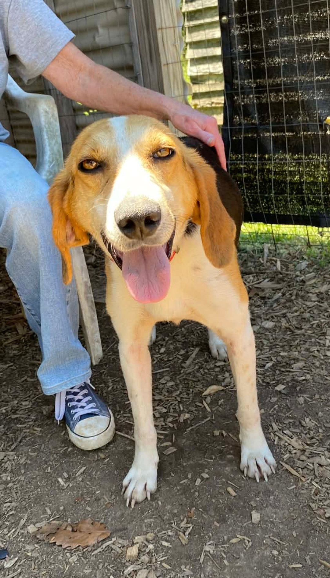 Duckie: Not at shelter (BCC), dog
