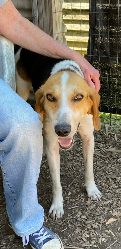 Duckie: Not At Shelter photo 2