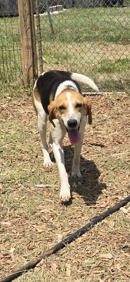 Duckie: Not At Shelter photo 3