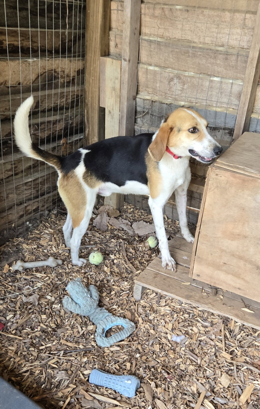 Duckie: Not at shelter (Wendy)