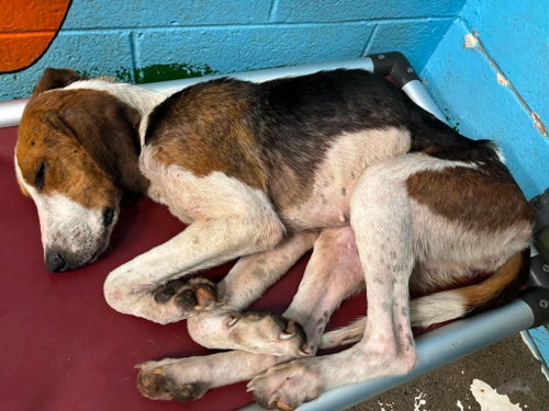 Plover - At shelter available 6/1