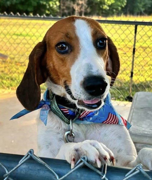 Plover: Not At The Shelter
