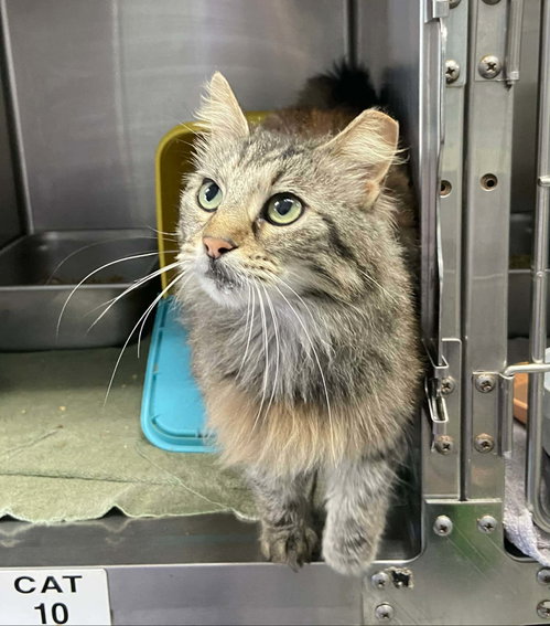 Cattywampus - At shelter