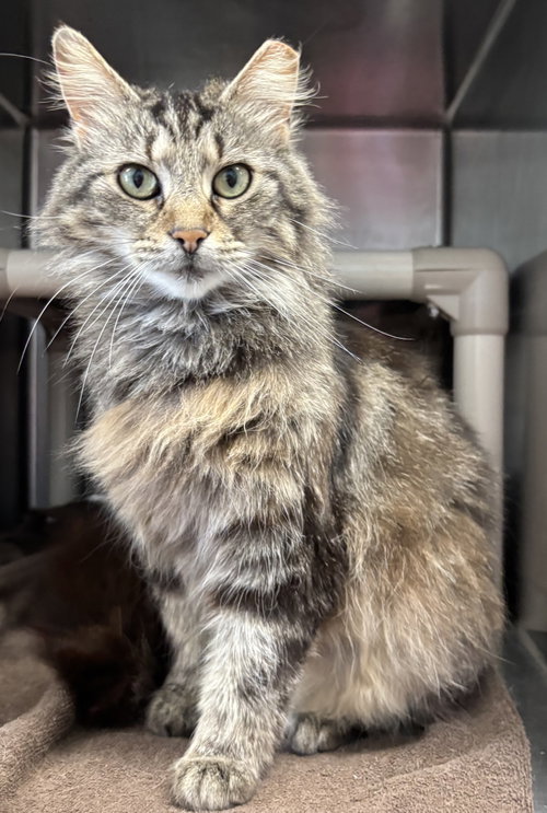 Cattywampus: visit at Lynchburg Petsmart, an adoptable Domestic Long Hair in Rustburg, VA
