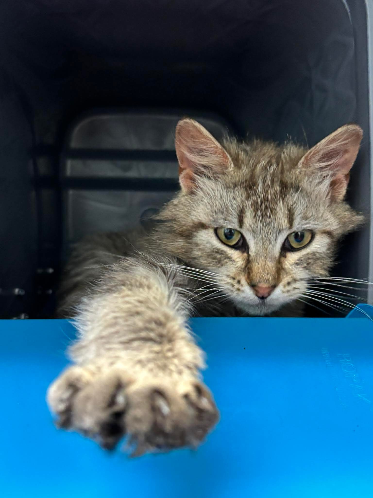 Tomfoolery - Not At shelter (Missy), cat