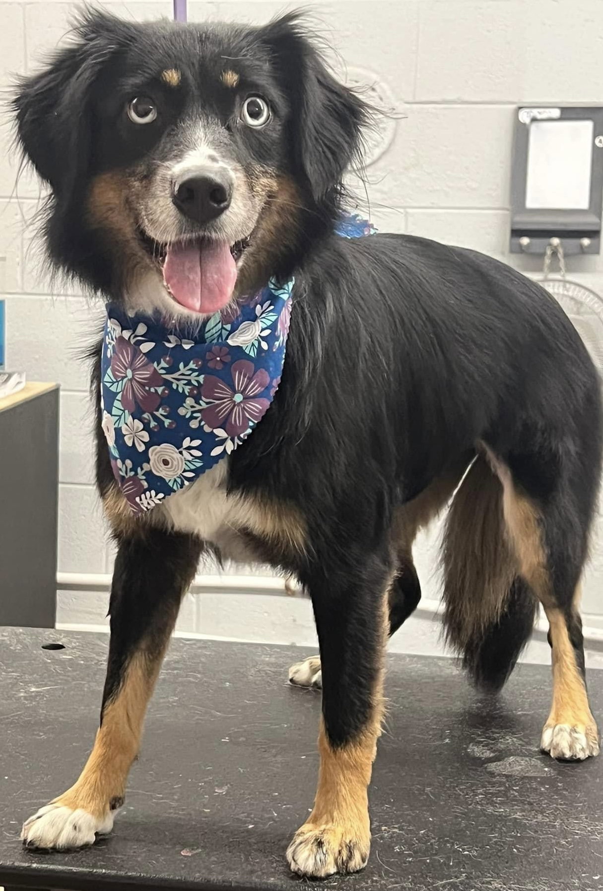 Sybbie aka Sybil: Not at shelter (Kendra)