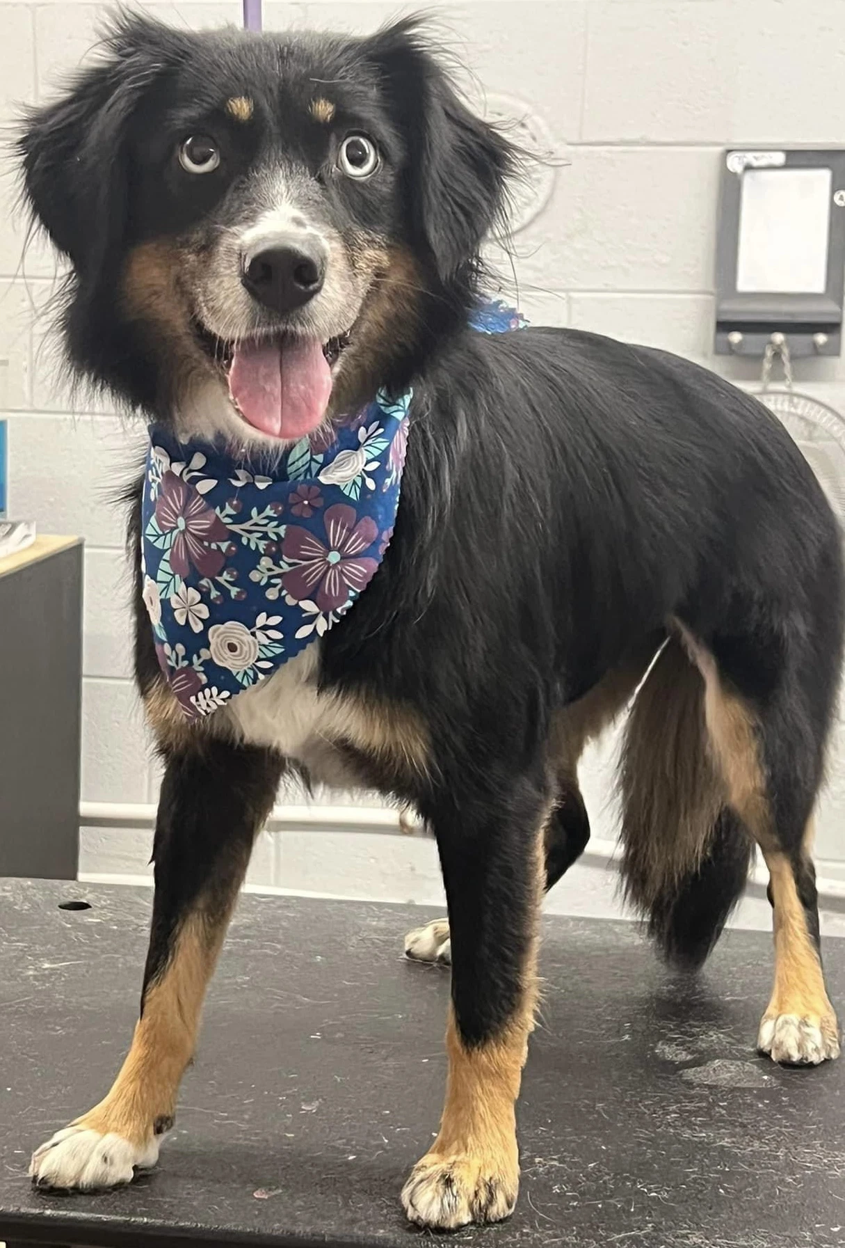 Sybbie Not At The Shelter