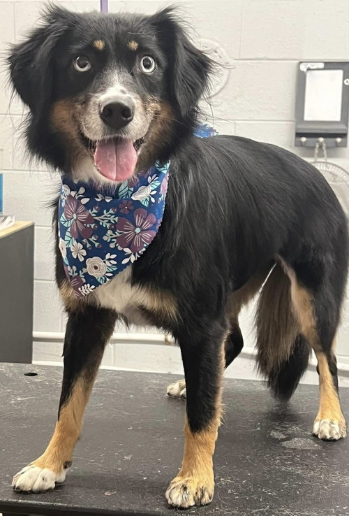 Sybbie: not at the shelter