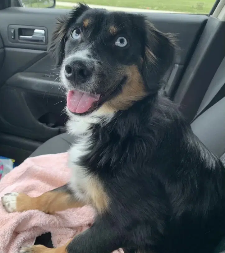 Sybbie Not At The Shelter image 3