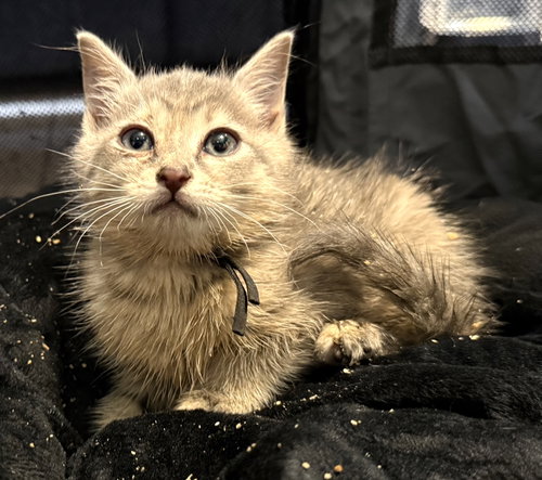 BBQ Not at the shelter (Faith) Av 6/15