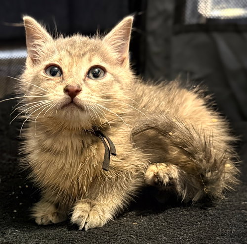 BBQ Not at the shelter (Faith) Av 6/15, Baby Domestic Short Hair / Tabby / Mixed (short coat), cat for adoption in Roanoke, Virginia
